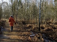 NL, Noord-Brabant, Asten, Groote Peel 13, Saxifraga-Jan van der Straaten